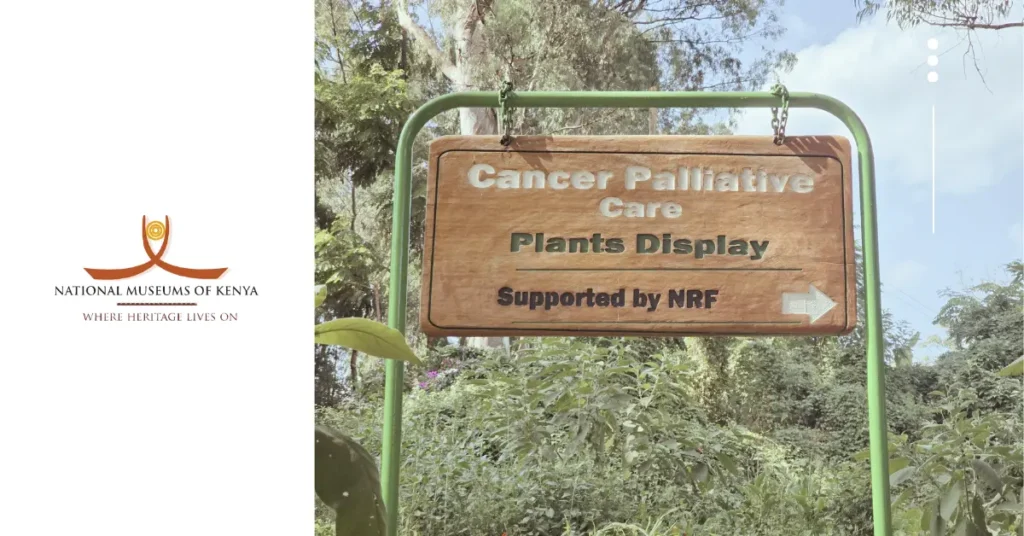 Cancer Palliative Garden A Sanctuary of Hope and Healing