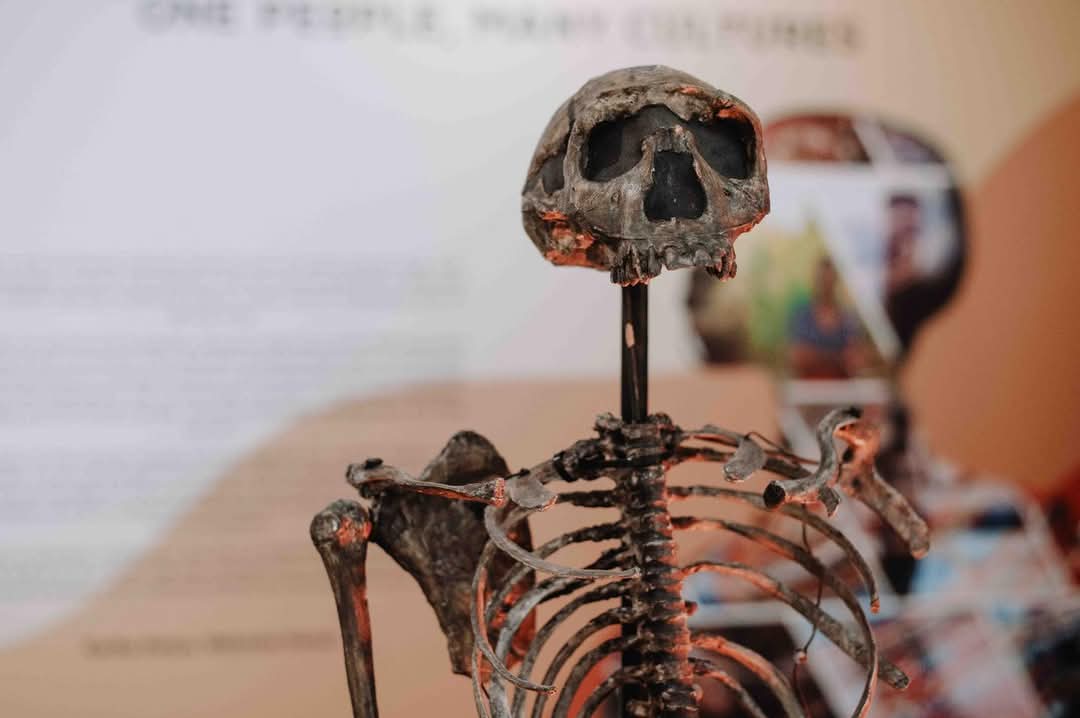 Turkana Boy in paris